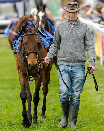Novice Riders 148cm Race -  Grafton Pony Races 15th May 2017