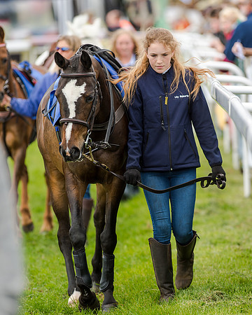 Novice Riders 148cm Race -  Grafton Pony Races 15th May 2017