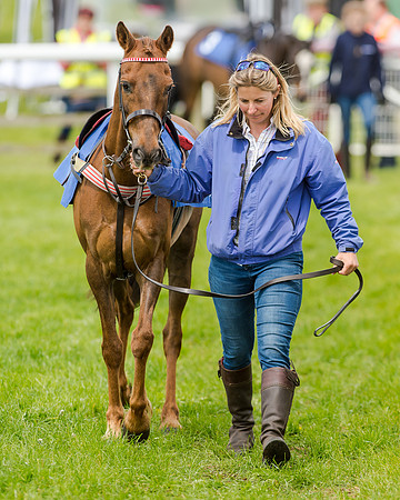 Novice Riders 148cm Race -  Grafton Pony Races 15th May 2017