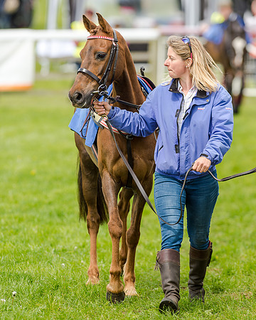 Novice Riders 148cm Race -  Grafton Pony Races 15th May 2017