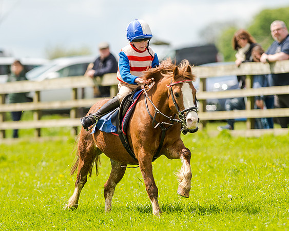 Novice Riders 148cm Race -  Grafton Pony Races 15th May 2017