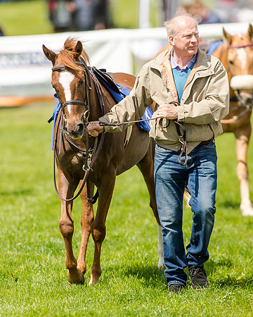 138cm Pony Race - Grafton Pony Races 15th May 2017
