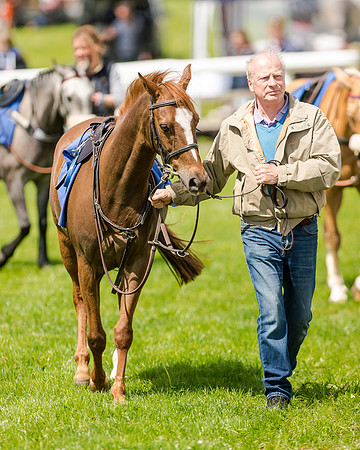 138cm Pony Race - Grafton Pony Races 15th May 2017