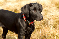 Poppy 2