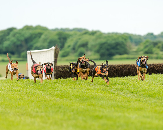 Razor winner of the Hound Race