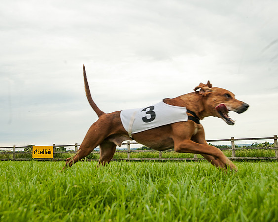 Berks and Bucks  (498 of 876)
