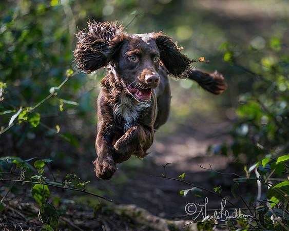 Cholesbury (1 of 1)-2