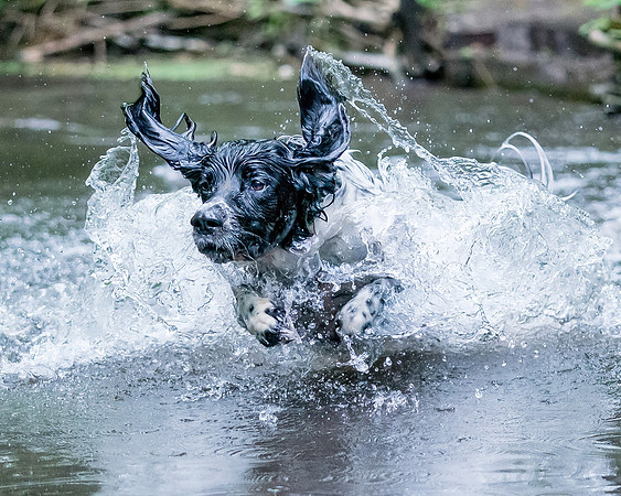 Druid Water fetch  (1 of 1)