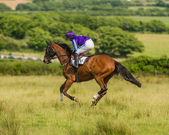 Exmoor Foxhounds