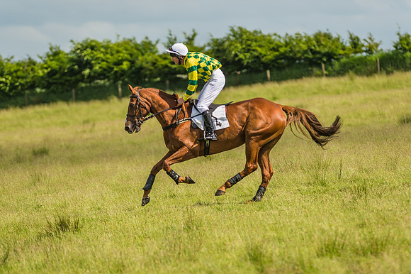 Exmoor Foxhounds
