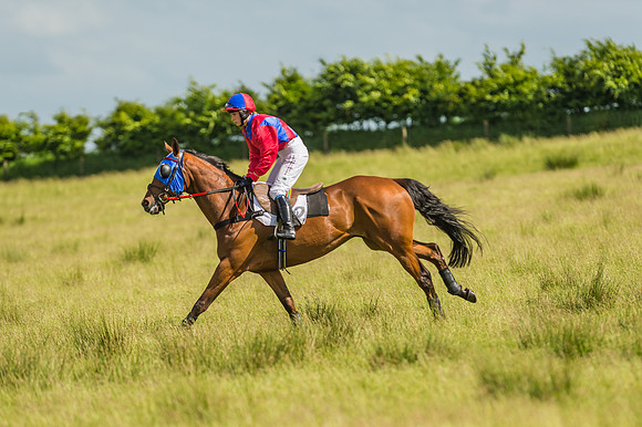 Exmoor Foxhounds