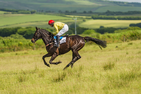 Exmoor Foxhounds