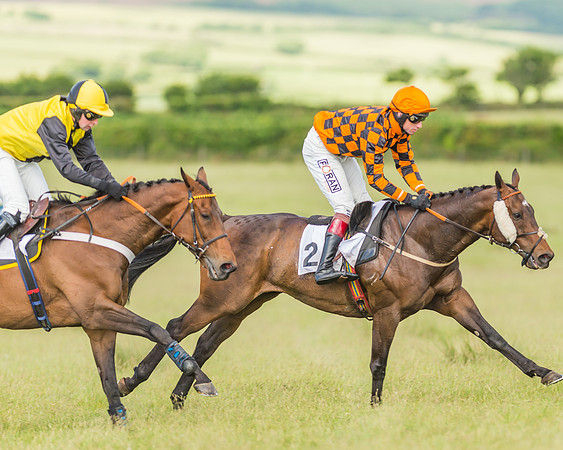 Exmoor Foxhounds