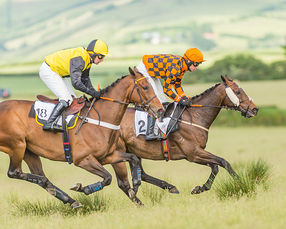 Exmoor Foxhounds