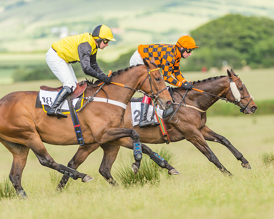 Exmoor Foxhounds
