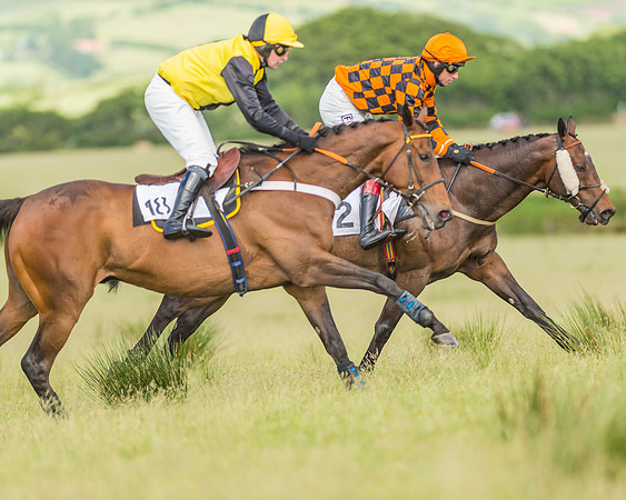 Exmoor Foxhounds