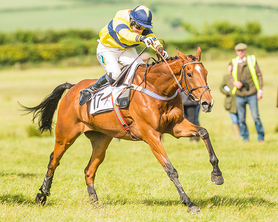 Exmoor Foxhounds