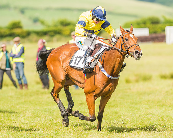 Exmoor Foxhounds