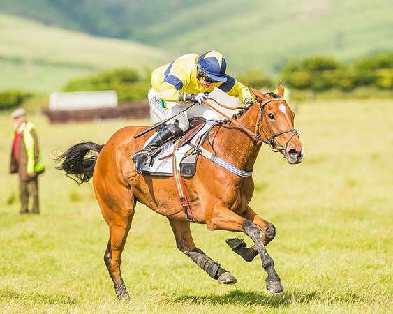 Exmoor Foxhounds
