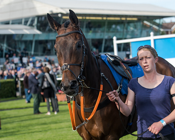 Race 3 - pointtopoint.co.uk champion novices (4 of 192)