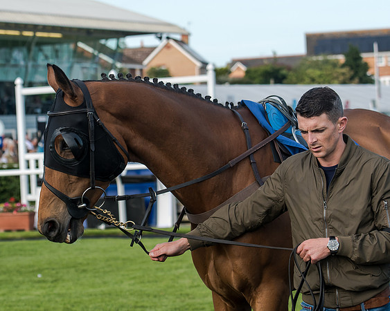 Race 3 - pointtopoint.co.uk champion novices (11 of 192)