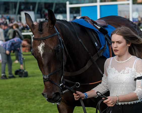 Race 3 - pointtopoint.co.uk champion novices (14 of 192)