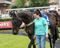 Race 5 - Pretemps Stratford Foxhunters (5 of 220)