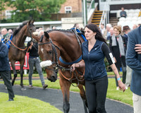 Race 5 - Pretemps Stratford Foxhunters (19 of 220)