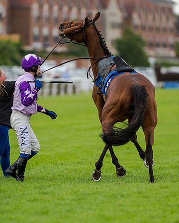 Race 6 - Sheldon Bosley Knight Hcap (56 of 219)