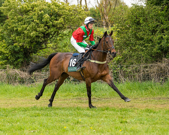 Race 7 - Open Maiden  (14 of 106)