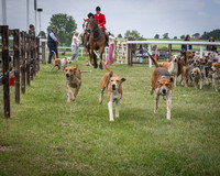 Race 1 - the Grafton adjacent hunts conditions race (level 2) (2 of 120)
