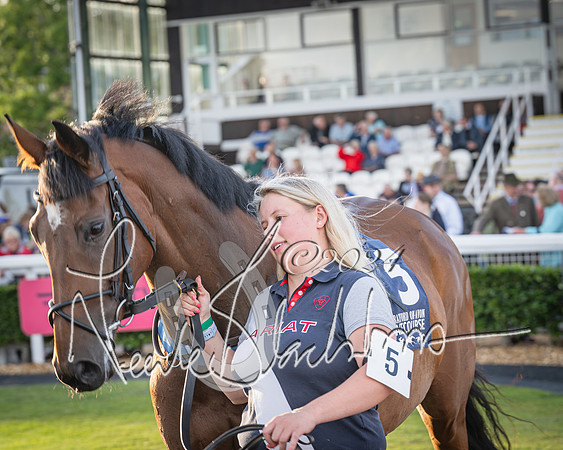 Race 5 - tipsterreviews.co.uk handicap (4 of 107)