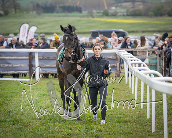 Race 2 - Tattersalls Cheltenham 4 year old Maiden (3 of 85)
