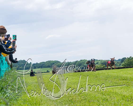 Race 7 - Hound Race etc (85 of 108)