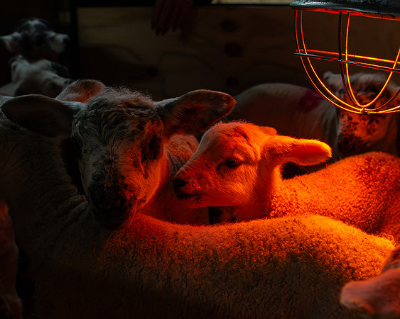 Lambing (55 of 111)