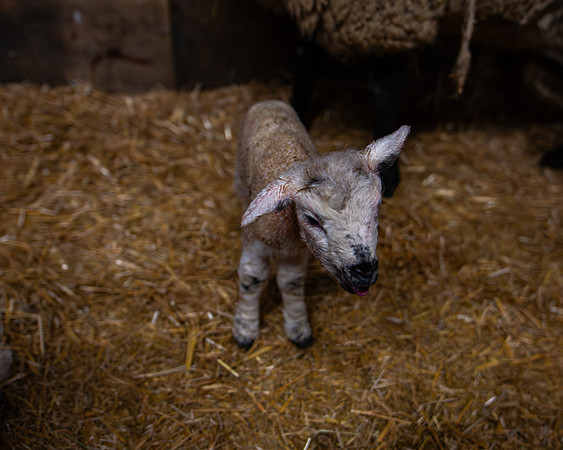 Lambing (94 of 111)