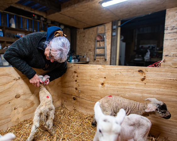 Lambing (80 of 111)