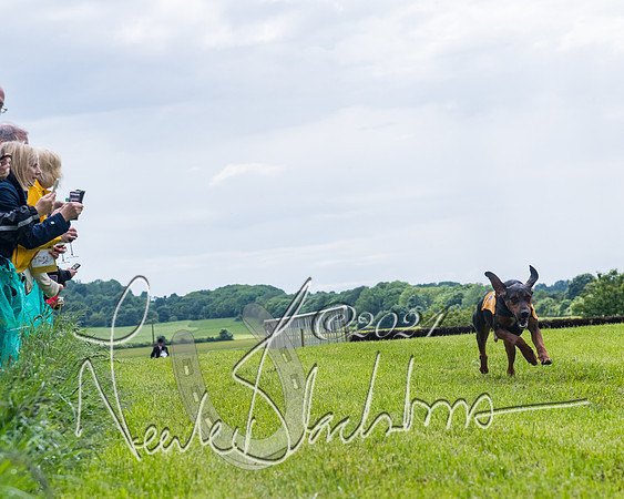 Race 7 - Hound Race etc (71 of 108)