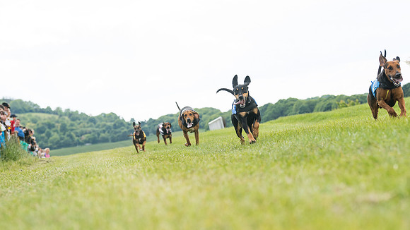 Hound Race  (34 of 49)