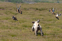 WCGB-27JUL-2013 Grouse Test Day  11