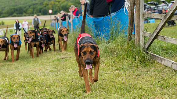 Hound Race  (49 of 49)