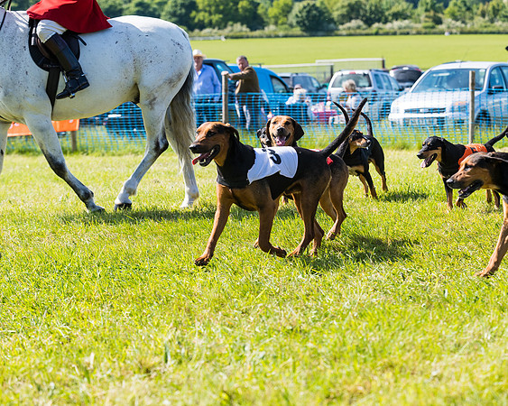 Hound Race  (1 of 33)