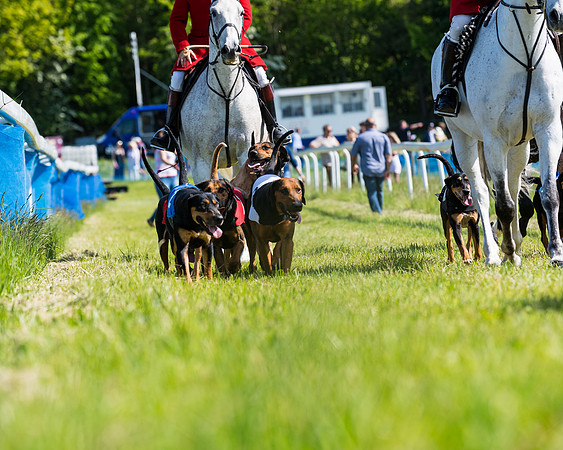 Hound Race  (3 of 33)