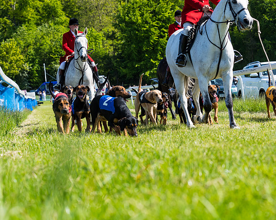 Hound Race  (4 of 33)