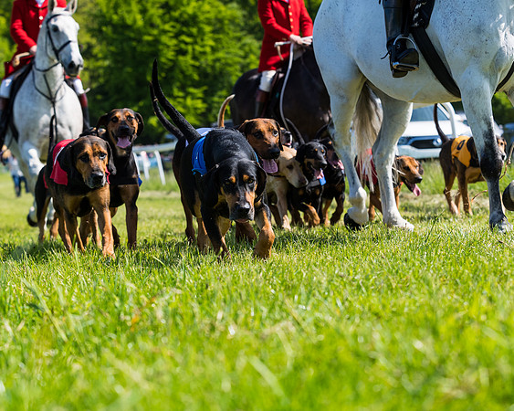 Hound Race  (6 of 33)