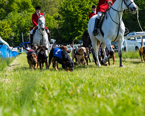 Hound Race  (5 of 33)