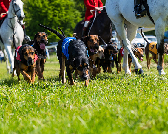 Hound Race  (7 of 33)