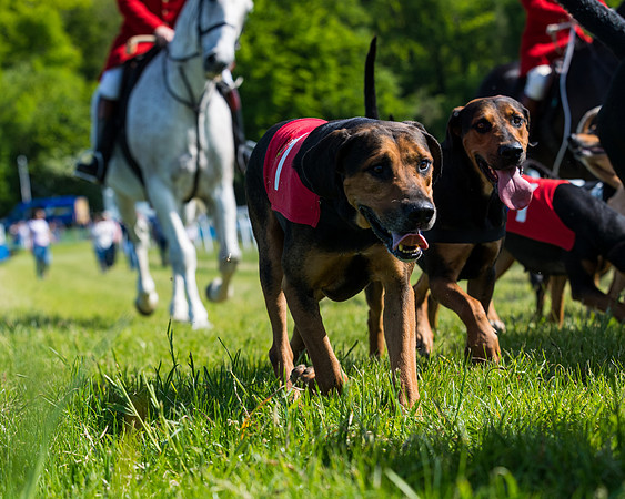 Hound Race  (8 of 33)