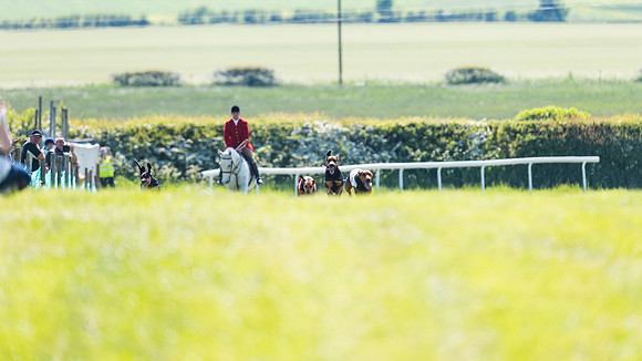 Hound Race  (12 of 33)