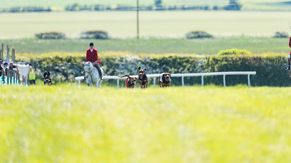 Hound Race  (14 of 33)